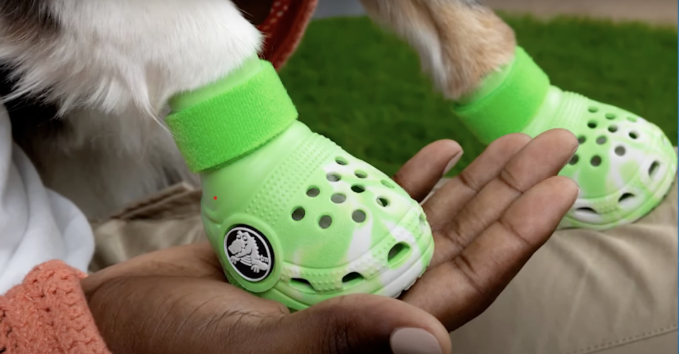 Emerging Trend: The Rise of Pet Shoes in the Footwear Industry